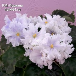 РМ-Лориана